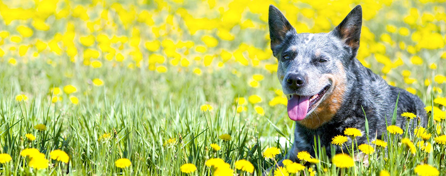 Dog Names Ending In Sy Popular Male And Female Names Wag 